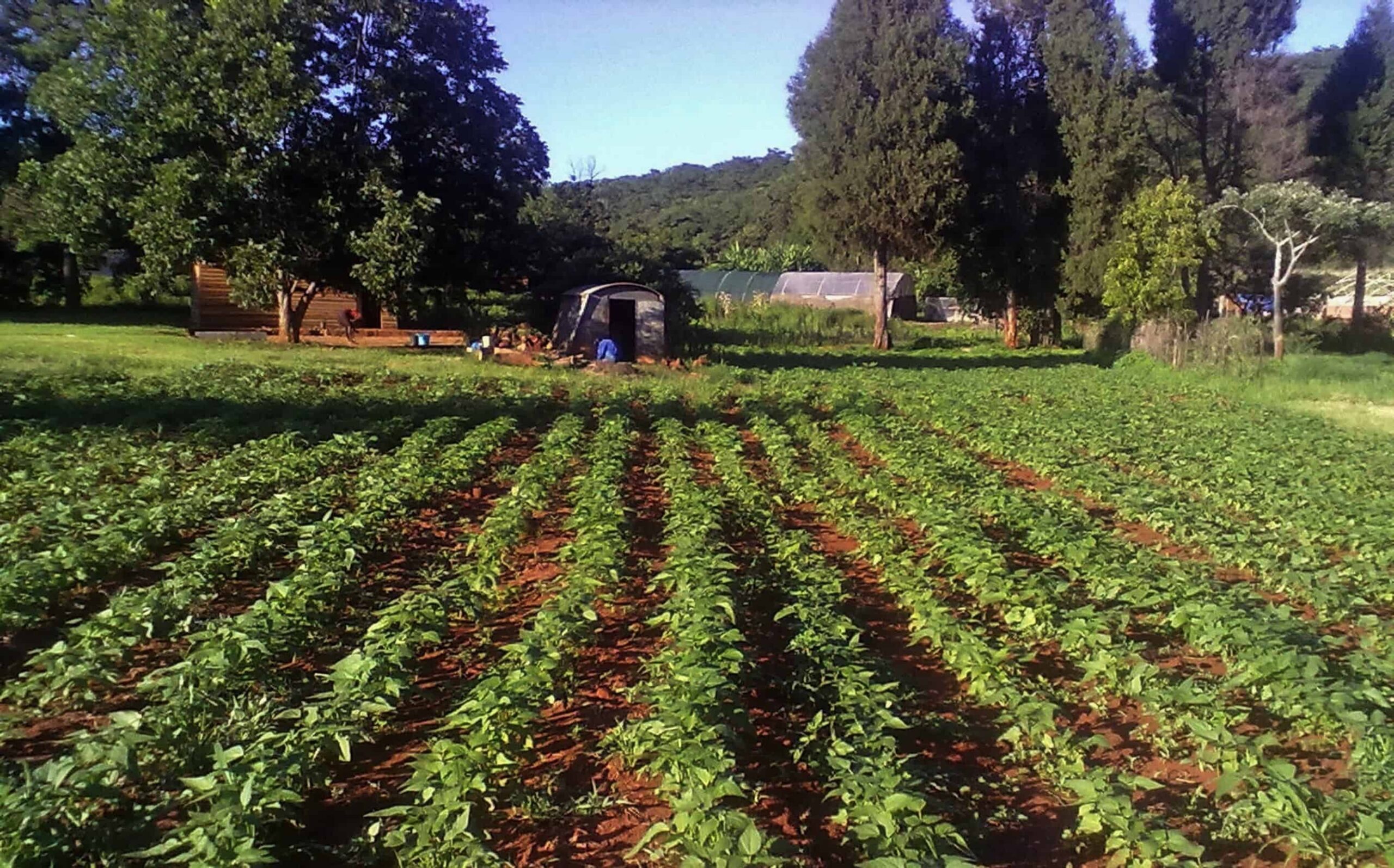 Zimbabwe Farm Project, Sugar Beans